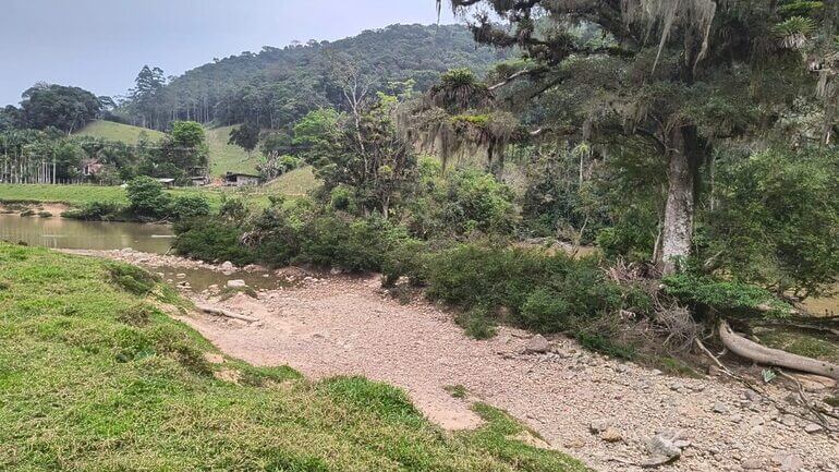 Objetivo é plantas mais de quatro mil mudas até o final do ano (Foto: Divulgação)