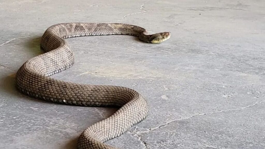 Cobra venenosa é encontrada em residência em Florianópolis