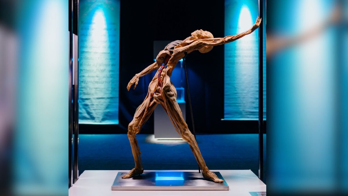 Exposição Internacional "Maravilhas do Corpo Humano" retorna a ...