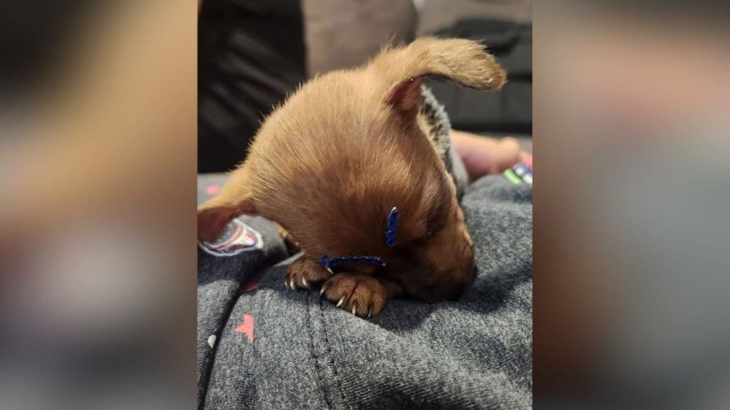 Um casal que vendia cães na internet foi indiciado. (Foto: Reprodução/PCSC)