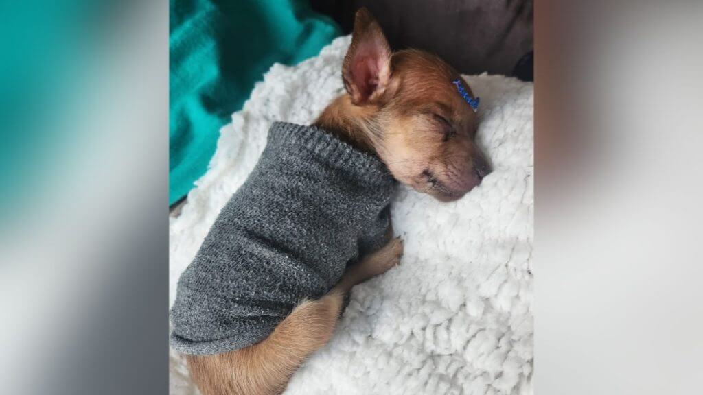 O caso foi apurado pela Delegacia de Proteção Animal (DPA). (Foto: Reprodução/PCSC)