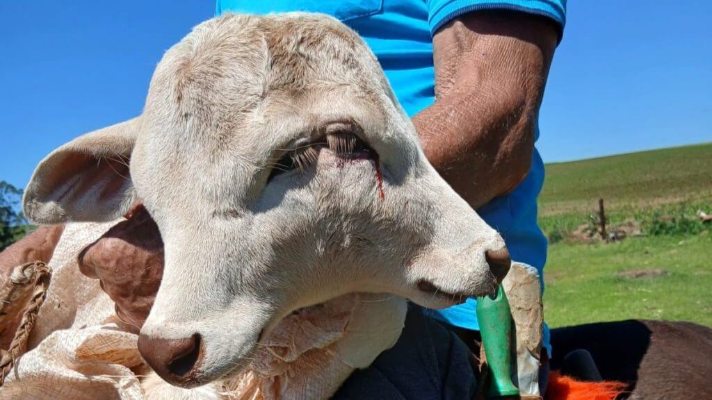 Bezerra nasce com duas caras em pequena cidade de SC. — (Foto: Luíse Santos/Reprodução)