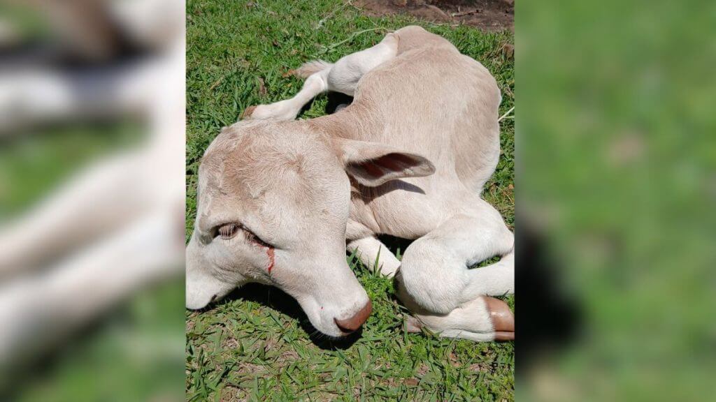 O animal pertence ao agricultor Vitorino Caglione, de 80 anos, que relatou o espanto ao encontrar a cria. — (Foto: Luíse Santos/Reprodução)