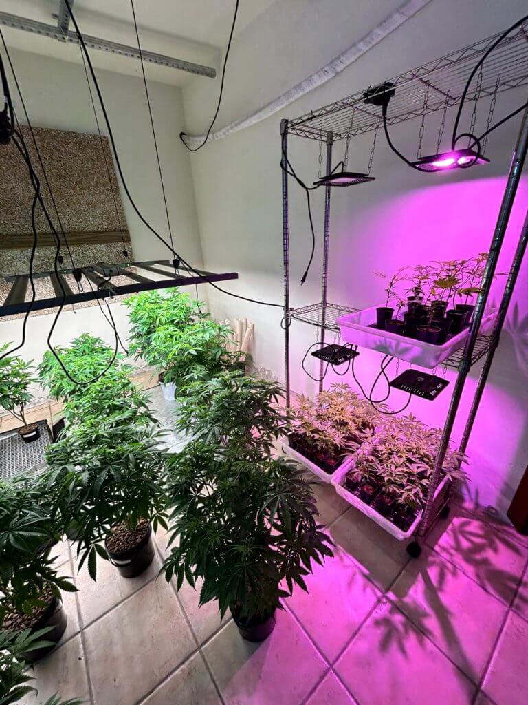No interior do imóvel, foi identificado um sofisticado sistema de cultivo de maconha, distribuído por diversos cômodos da residência. — (Foto: PCSC/Reprodução)