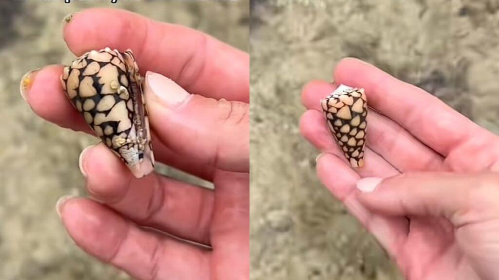 Mulher encontra “criatura” mortal do mar sem perceber. — (Foto: Redes sociais/Reprodução)