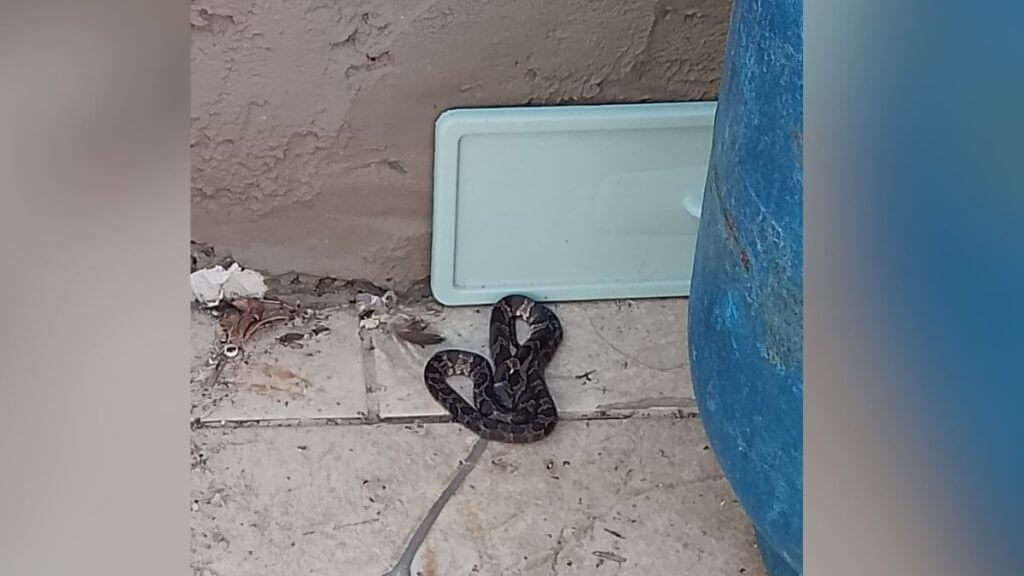 Uma cobra jararaca foi resgatada pelo Corpo de Bombeiros (Foto: CBMSC/ Reprodução)