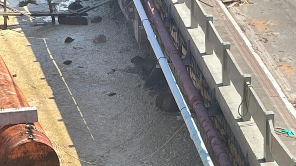 Uma capivara ficou "ilhada" em meio a espuma escura que se formou na Lagoa da Conceição, em Florianópolis. A cena inusitada chamou a atenção de quem passava pela nova ponte, nesta quarta-feira (15). (Foto: Morgana Fernandes/NSC TV/Reprodução)