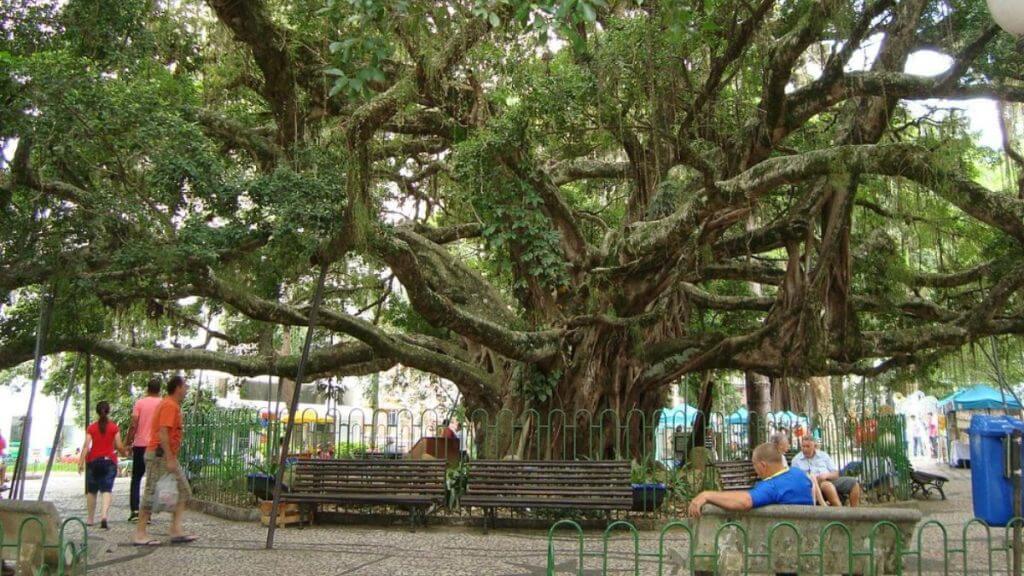 Durante um patrulhamento de rotina na manhã desta quarta-feira (15), agentes da Polícia Militar (PM) flagraram uma ação de tráfico de drogas em plena Praça XV de Novembro, um dos pontos turísticos mais movimentados de Florianópolis, localizado no coração da cidade. (Foto: Google Maps/Reprodução)