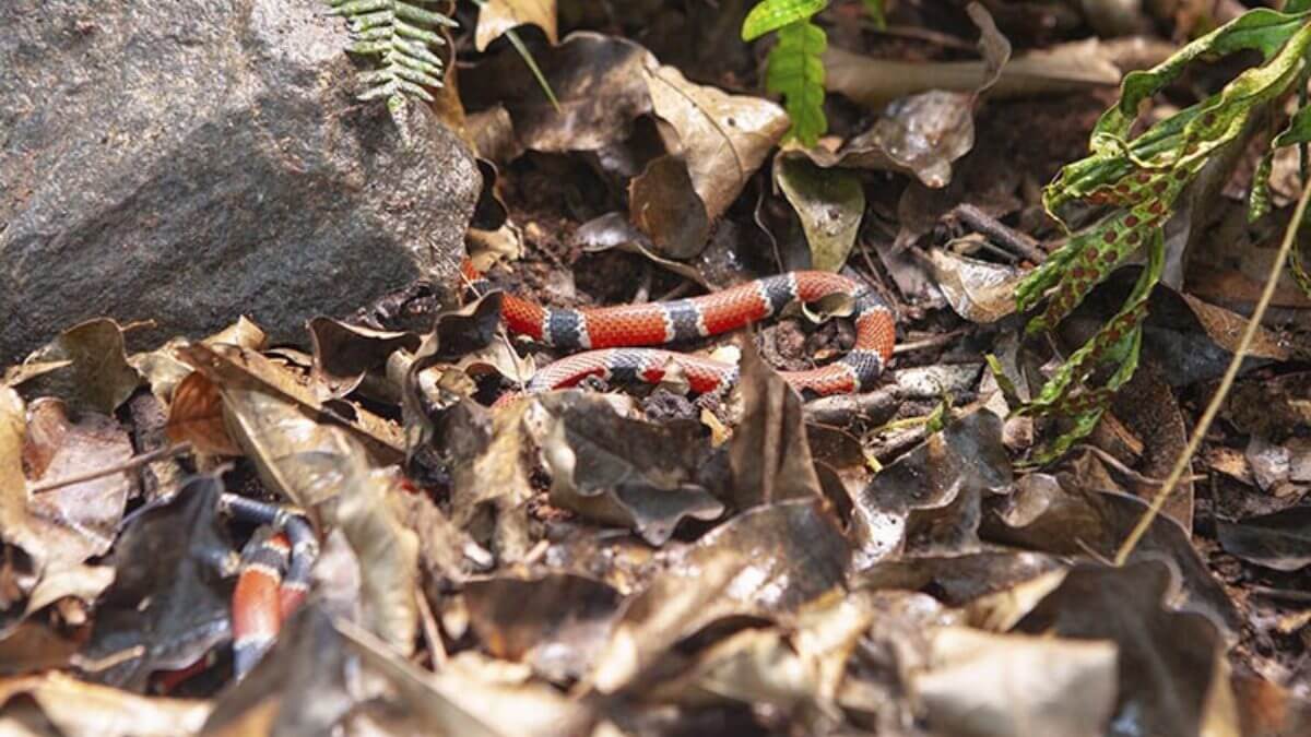 A cobra-coral é uma das serpentes mais peçonhentas do território brasileiro, com um veneno de alta toxicidade que afeta diretamente o sistema nervoso. (Foto: Instituto Butantan/Reprodução)