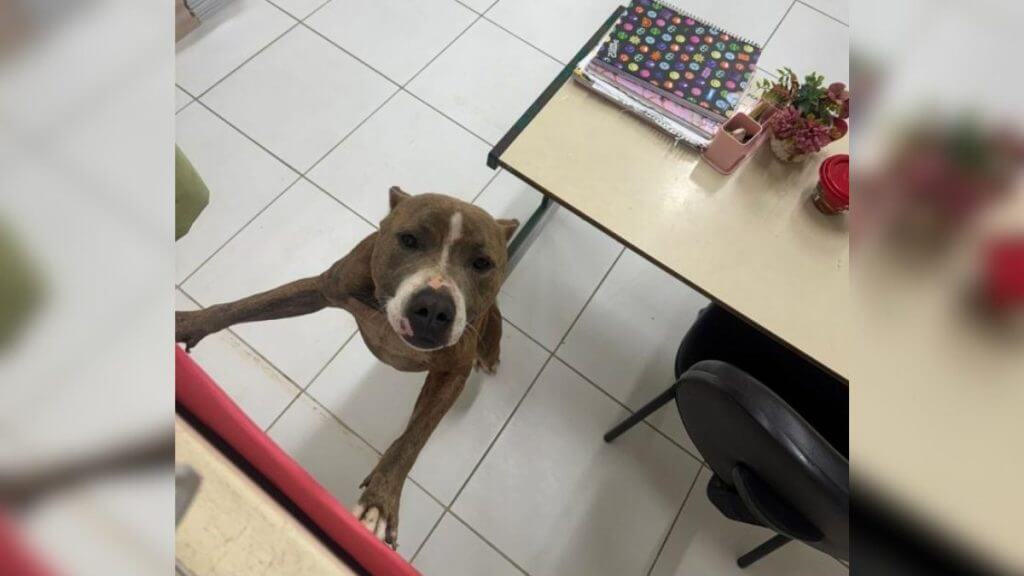 Pitbull invade escola em Florianópolis e ataca mãe e filho. (Foto: PMSC/Reprodução)