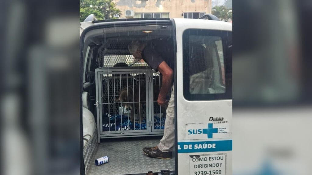 Pitbull invade escola em Florianópolis e ataca mãe e filho. (Foto: PMSC/Reprodução)