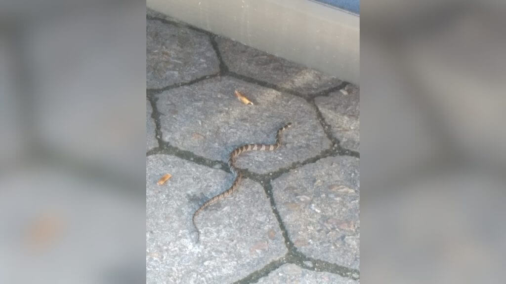 cobra dormideira em rua da grande florianópolis