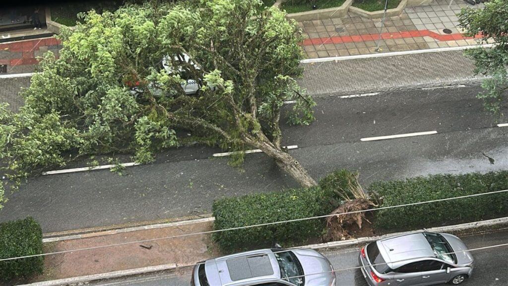 árvores caídas na grande florianópolis