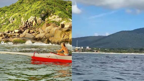 colagem com remadora e foto dos golfinhos